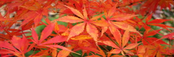Acer palmatum Shiraname