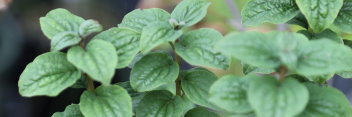 z Cornus sanguinea Compressa ( Dwarf Bloodstem Dogwood)