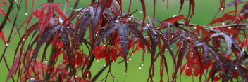 Acer palmatum Keiser (Scolopendrifolium rubrum)