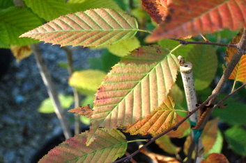 Carpinus caroliniana Ball o' Fire