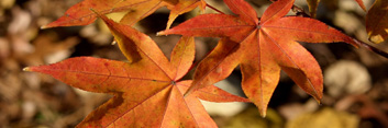 Acer palmatum Tana