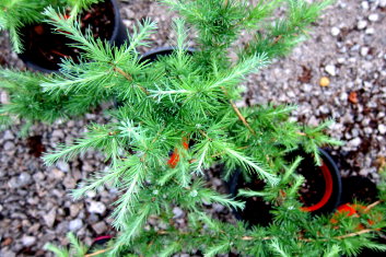 Larix laricina Craftsbury Flats