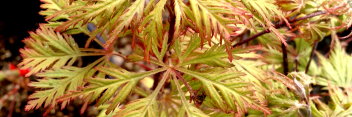 Acer palmatum Felice