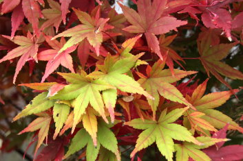 Acer palmatum Kasen nishiki