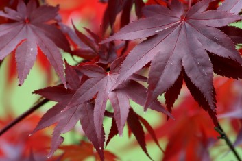 Acer palmatum Ruth’s Red