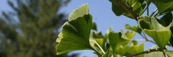 z Ginkgo biloba Autumn Gold