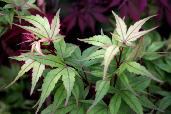 Acer palmatum Taro yama