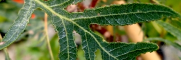 z Quercus robur Pectinata
