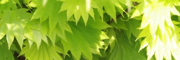 Acer shirasawanum Aureum