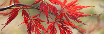 Acer palmatum Tamukeyama