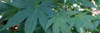 Acer palmatum Tobiosho