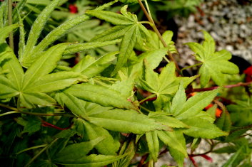 Acer palmatum Winter Orange