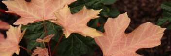 Acer macrophyllum Mocha Rose