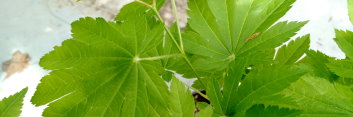 Acer shirasawanum Indian Summer