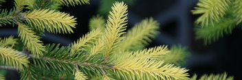 z Conifer Picea abies Vermont Gold