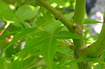 Acer palmatum Usu Midori