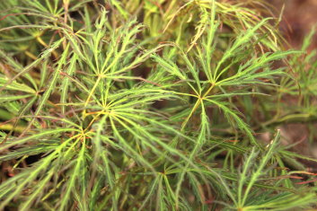 Acer palmatum Hansel