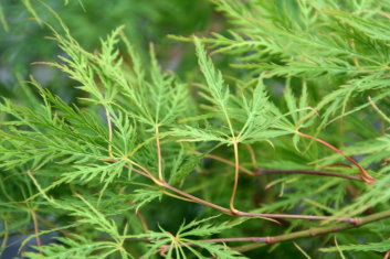 Acer palmatum Waterfall