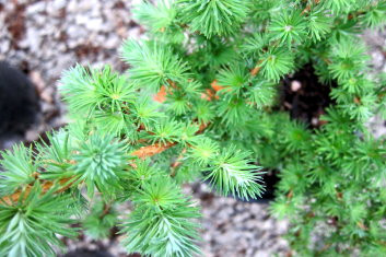 Larix kaempferi Grey Pearl