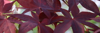 Acer palmatum Ogon sarasa