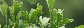 z Ginkgo biloba Tubifolia 