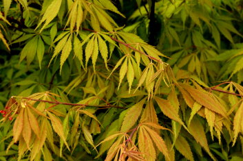 Acer palmatum Elegans