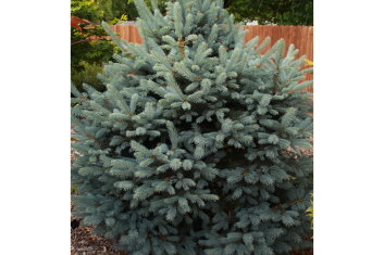 Picea pungens Fat Albert