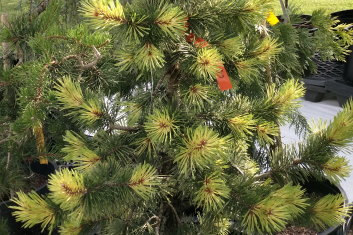 Pinus contorta Taylor's Sunburst