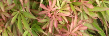 Acer palmatum Jerre Schwartz