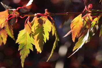 Acer palmatum Momenshide