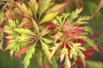 Acer palmatum Shigure bato