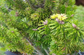 Abies alba Pyramidalis