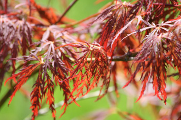 Acer palmatum Van Den Akker