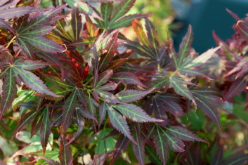 Acer palmatum Aratama