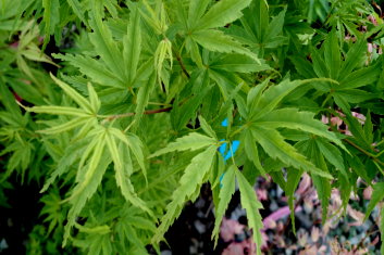 Acer palmatum Tsuchigumo