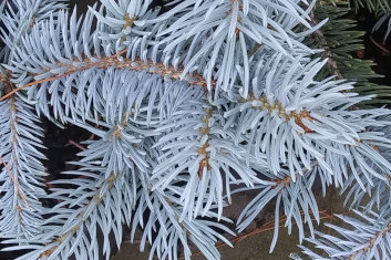 Picea pungens Coors