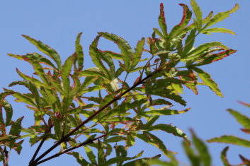 Acer palmatum Wabito