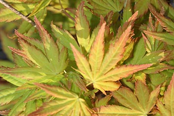 Acer palmatum Orange Dream