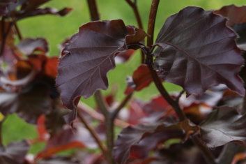 Fagus sylvatica Red Obelisk