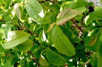 Stewartia sinensis