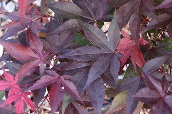 Acer palmatum Uncle Red