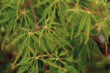 Acer palmatum Green Spider