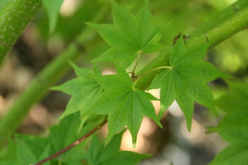 Acer palmatum Satsuki beni 