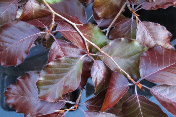 Fagus sylvatica Tourtosa Purpurea