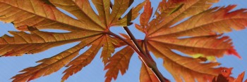 Acer japonicum Attaryi