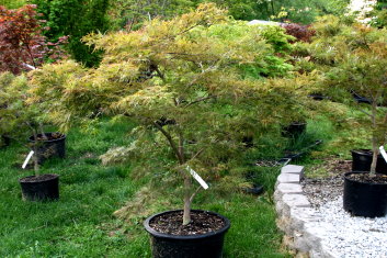 Acer palmatum Green River