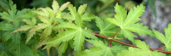 Acer palmatum Matthew