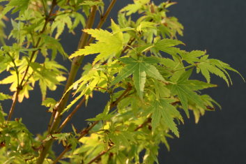 Acer palmatum Vic's Broom