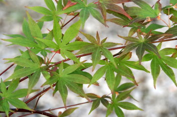 Acer palmatum Green Star