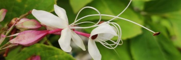 z Clerodendrum trichotomum Golden Glory
